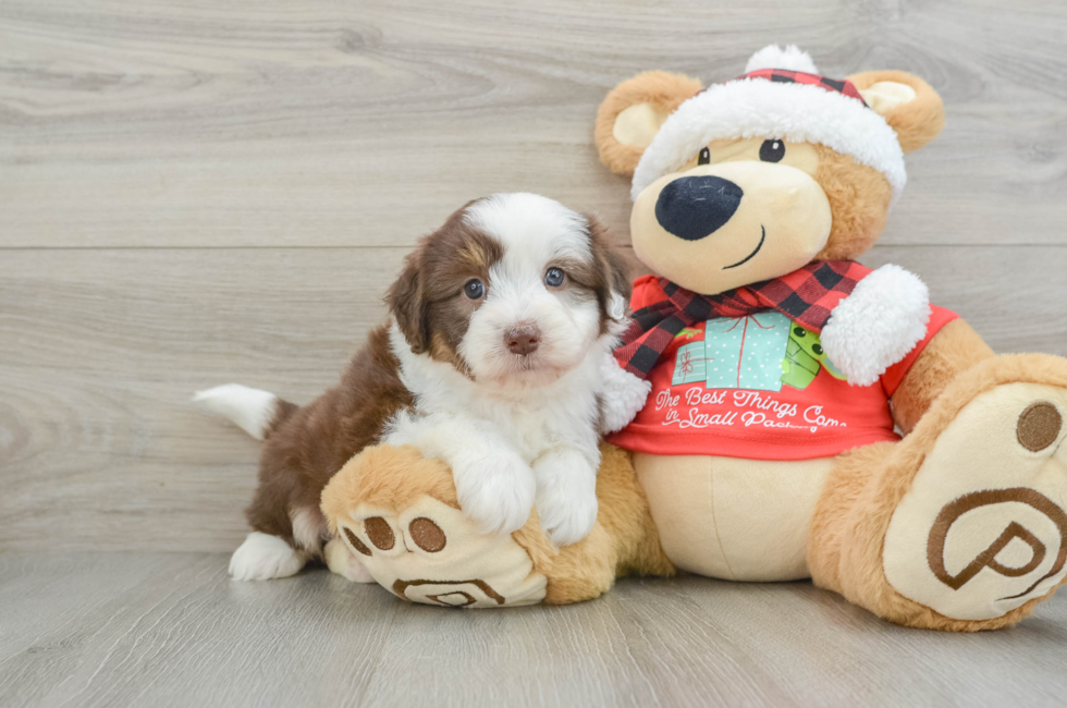 6 week old Mini Aussiedoodle Puppy For Sale - Pilesgrove Pups