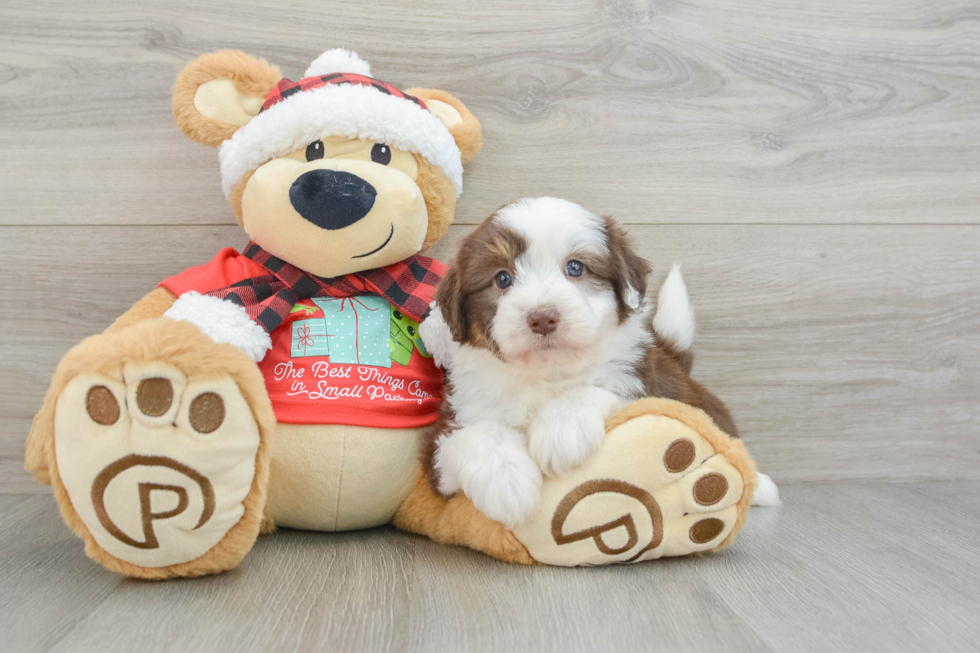 Best Mini Aussiedoodle Baby