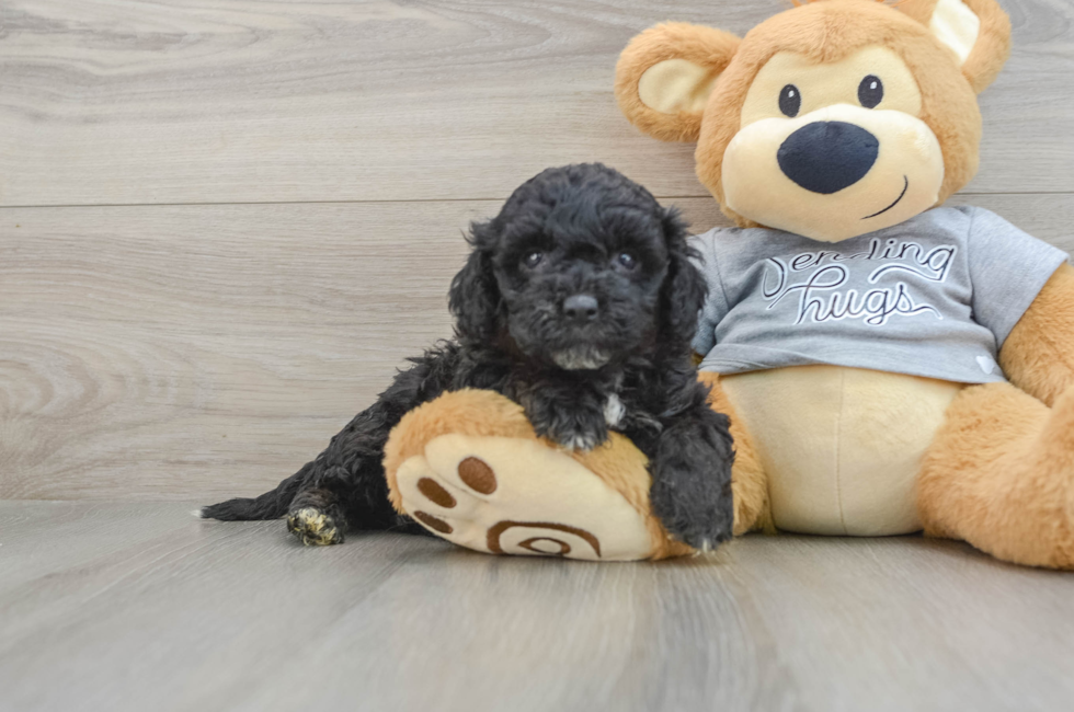 5 week old Mini Aussiedoodle Puppy For Sale - Pilesgrove Pups