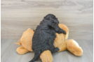 Mini Aussiedoodle Puppy for Adoption