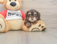 8 week old Mini Aussiedoodle Puppy For Sale - Pilesgrove Pups