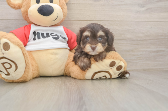 Best Mini Aussiedoodle Baby