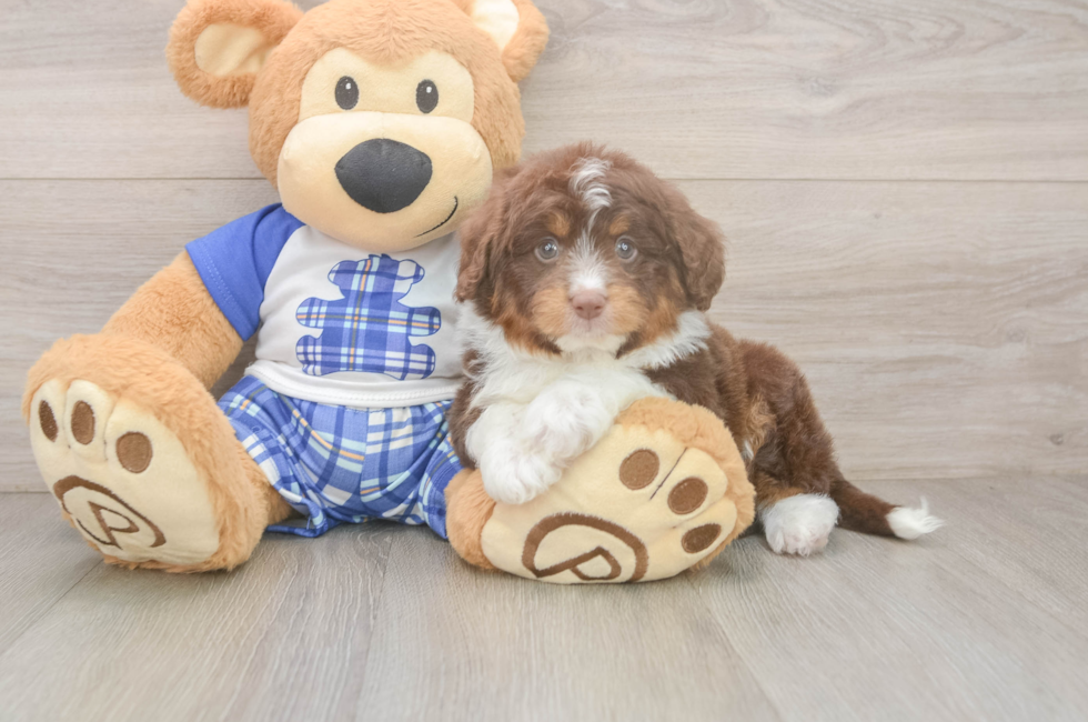 7 week old Mini Aussiedoodle Puppy For Sale - Pilesgrove Pups