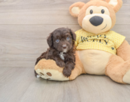 6 week old Mini Aussiedoodle Puppy For Sale - Pilesgrove Pups