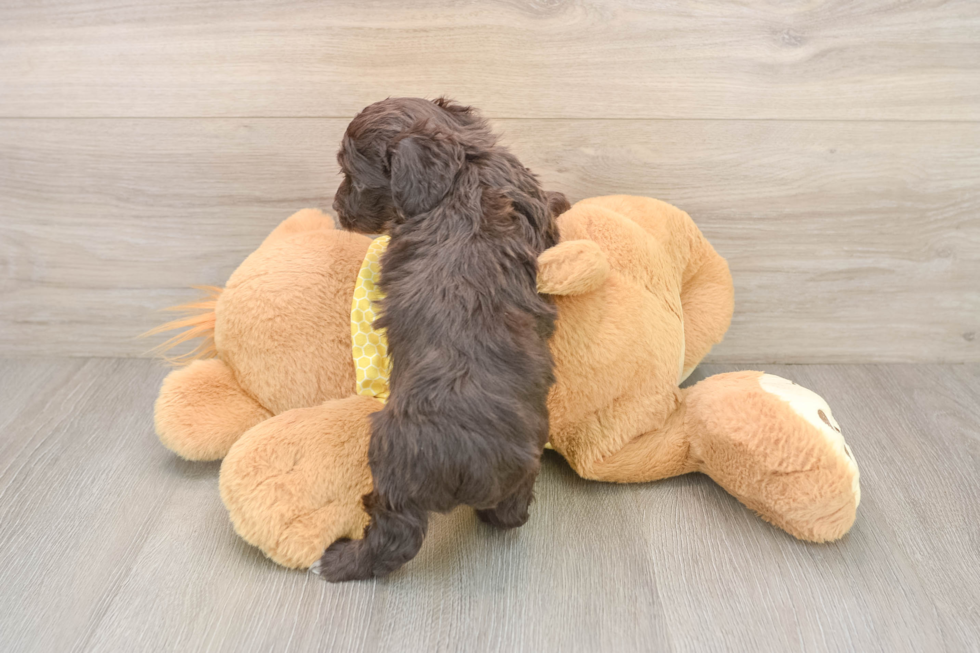 Best Mini Aussiedoodle Baby