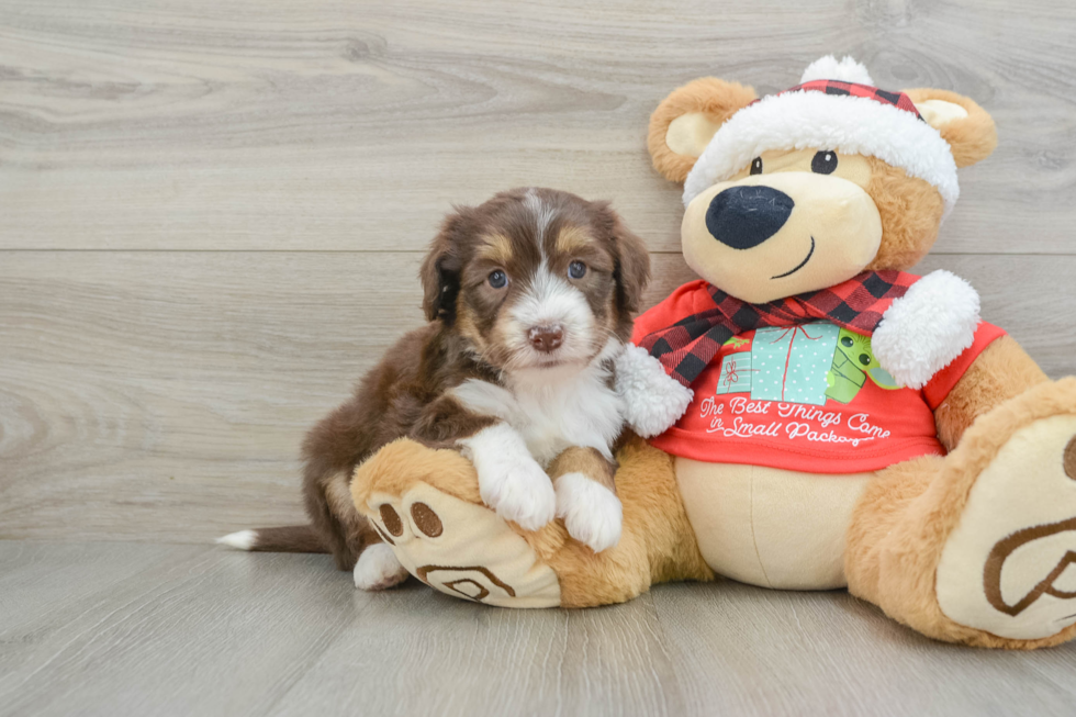 Mini Aussiedoodle Pup Being Cute