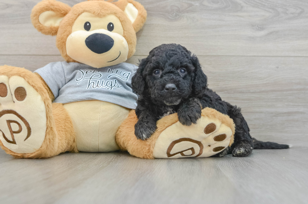 5 week old Mini Aussiedoodle Puppy For Sale - Pilesgrove Pups