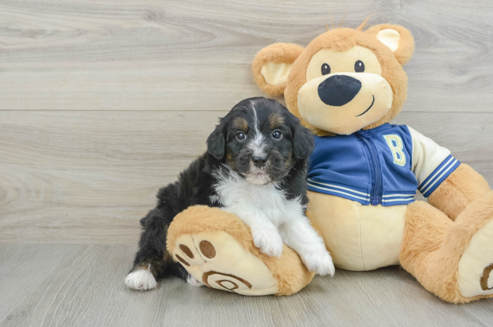 7 week old Mini Aussiedoodle Puppy For Sale - Pilesgrove Pups