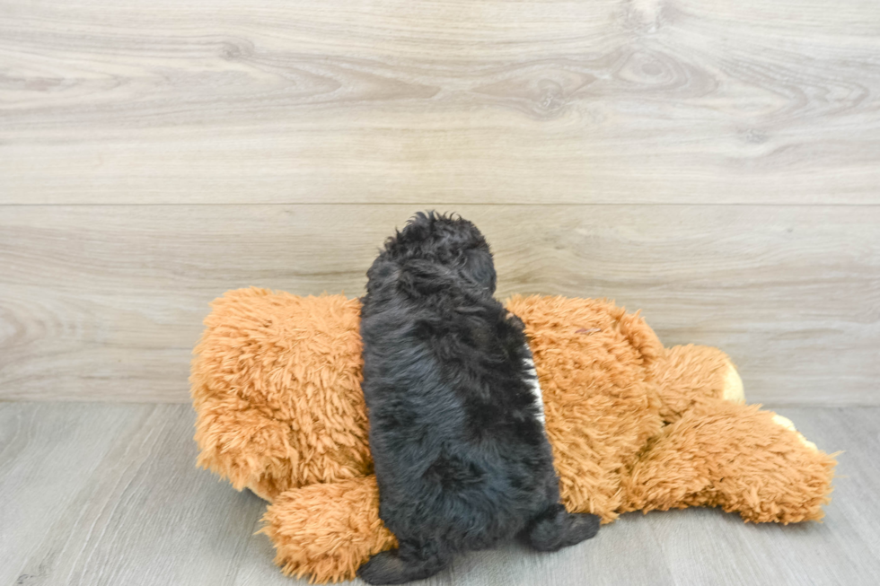 Mini Aussiedoodle Puppy for Adoption