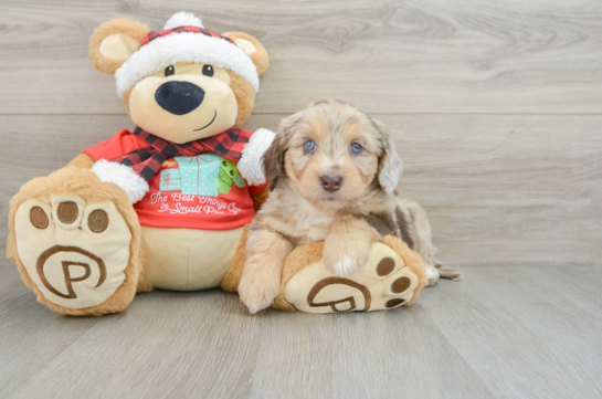 Mini Aussiedoodle Pup Being Cute