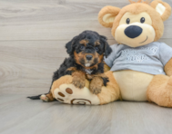 8 week old Mini Aussiedoodle Puppy For Sale - Pilesgrove Pups