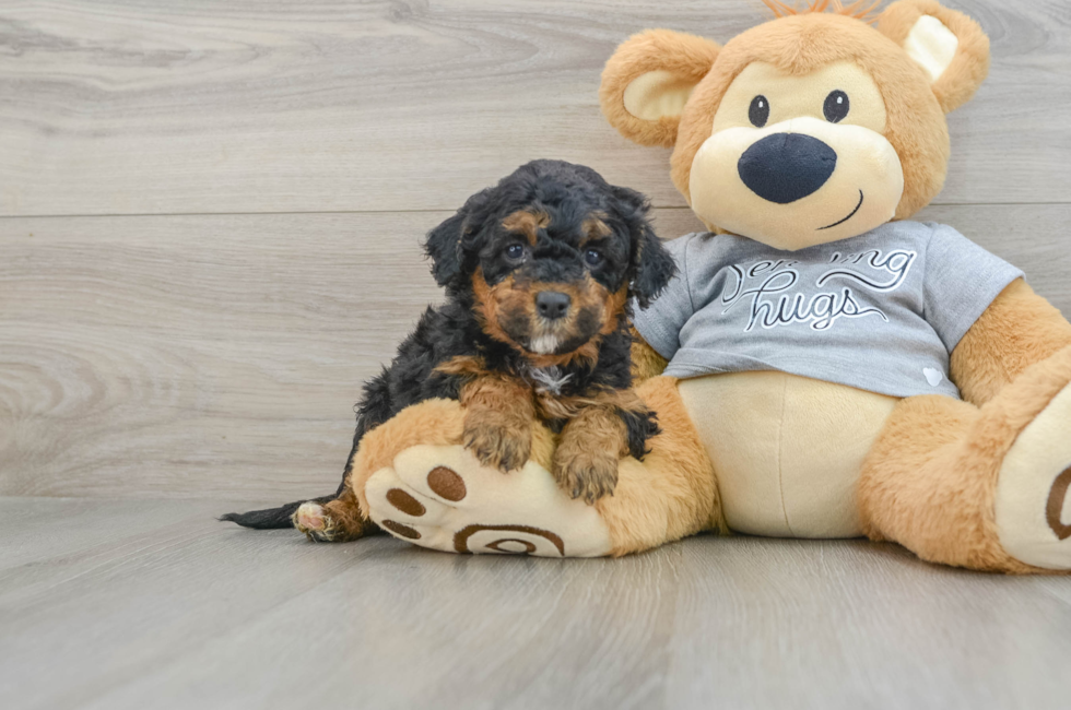 5 week old Mini Aussiedoodle Puppy For Sale - Pilesgrove Pups