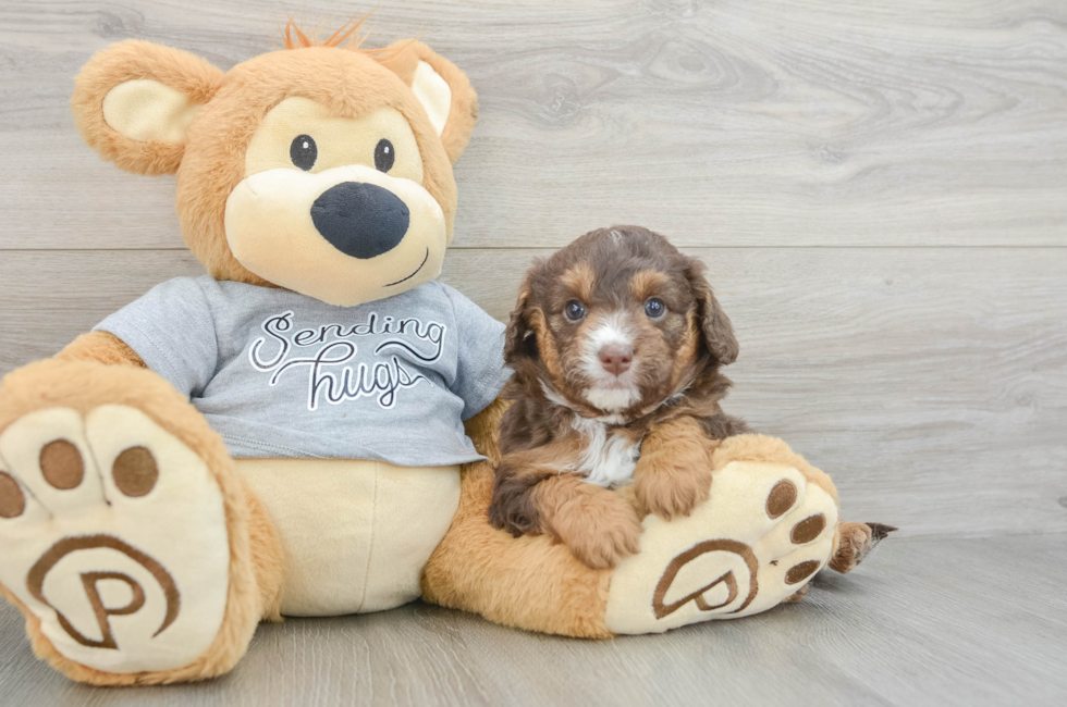 7 week old Mini Aussiedoodle Puppy For Sale - Pilesgrove Pups