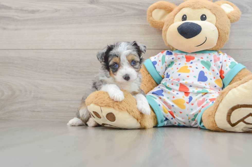 5 week old Mini Aussiedoodle Puppy For Sale - Pilesgrove Pups