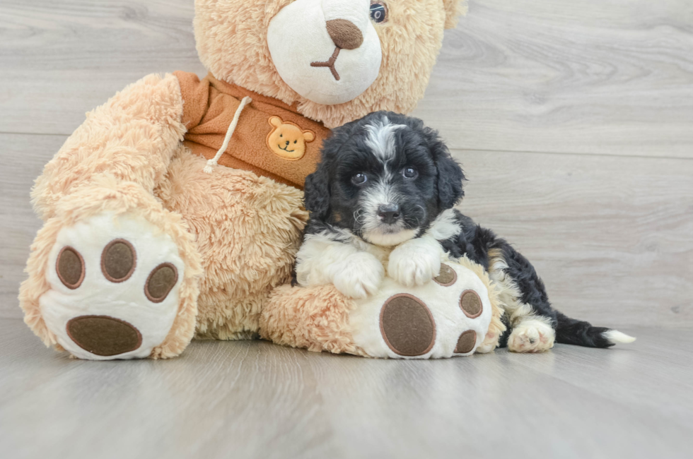 7 week old Mini Aussiedoodle Puppy For Sale - Pilesgrove Pups