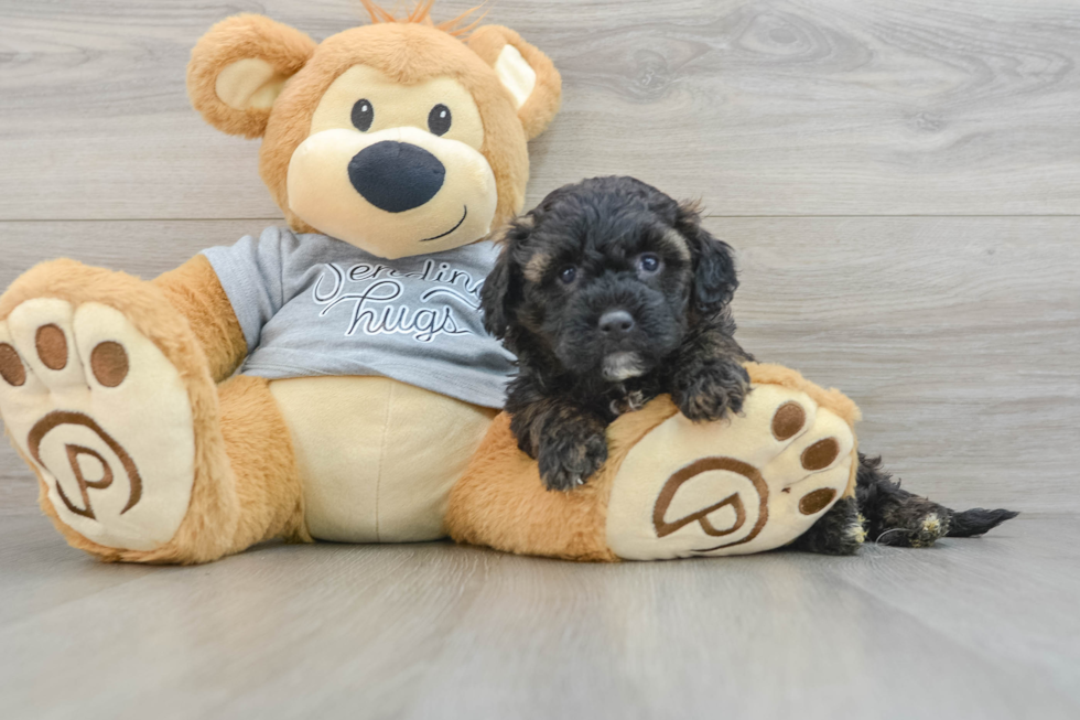 Petite Mini Aussiedoodle Poodle Mix Pup