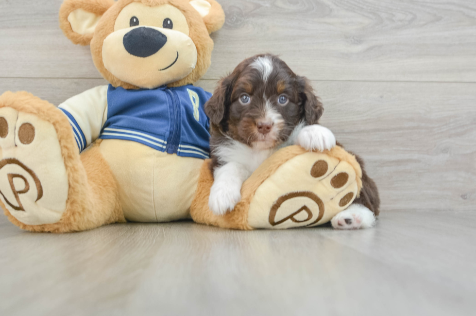 7 week old Mini Aussiedoodle Puppy For Sale - Pilesgrove Pups