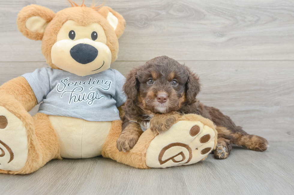 7 week old Mini Aussiedoodle Puppy For Sale - Pilesgrove Pups