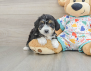 7 week old Mini Aussiedoodle Puppy For Sale - Pilesgrove Pups