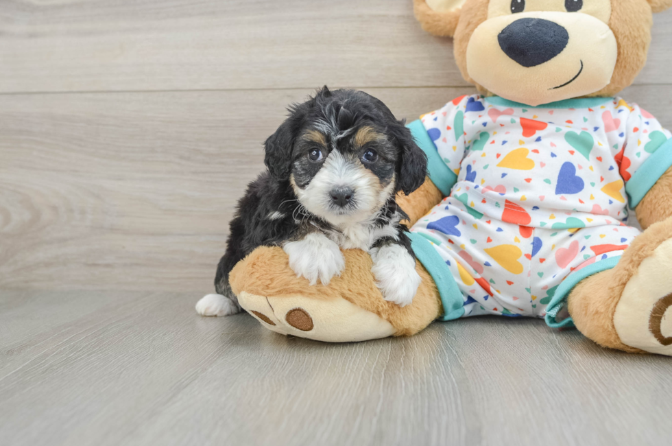 5 week old Mini Aussiedoodle Puppy For Sale - Pilesgrove Pups