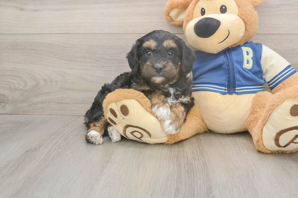 5 week old Mini Aussiedoodle Puppy For Sale - Pilesgrove Pups