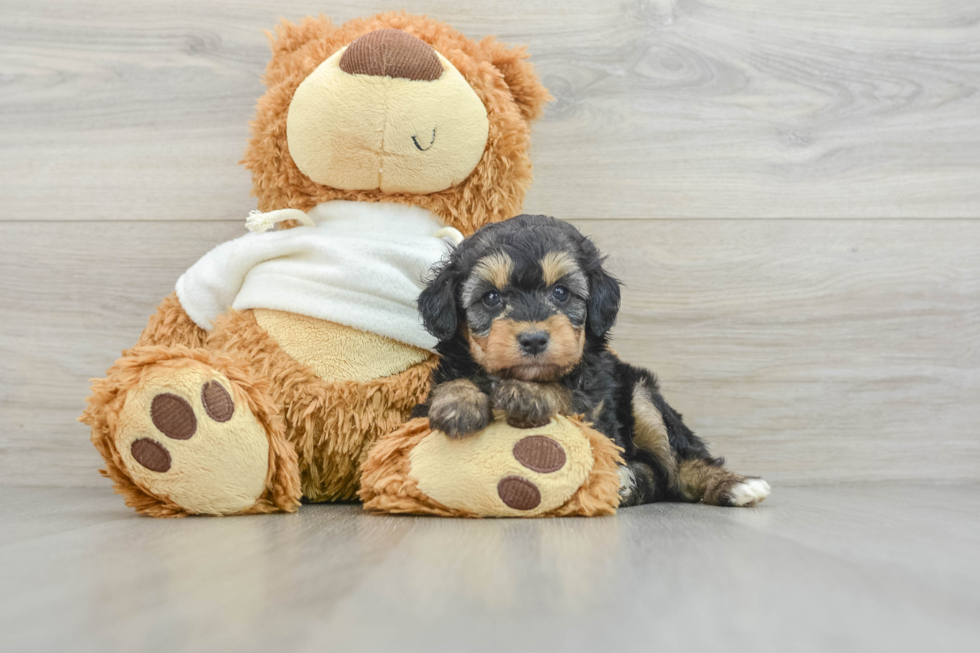 Petite Mini Aussiedoodle Poodle Mix Pup