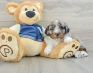 8 week old Mini Aussiedoodle Puppy For Sale - Pilesgrove Pups