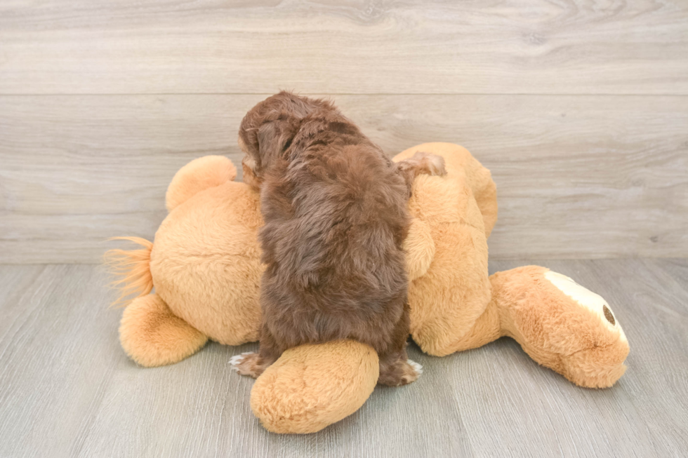Best Mini Aussiedoodle Baby