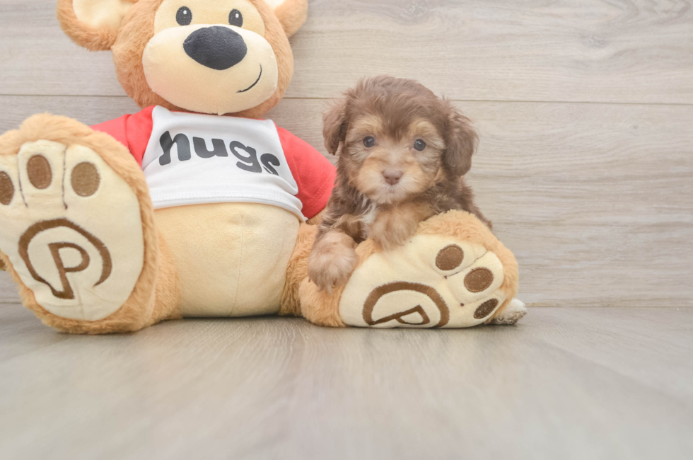 5 week old Mini Aussiedoodle Puppy For Sale - Pilesgrove Pups