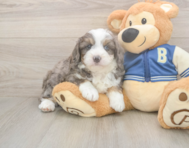 8 week old Mini Aussiedoodle Puppy For Sale - Pilesgrove Pups