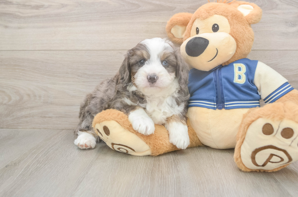 5 week old Mini Aussiedoodle Puppy For Sale - Pilesgrove Pups