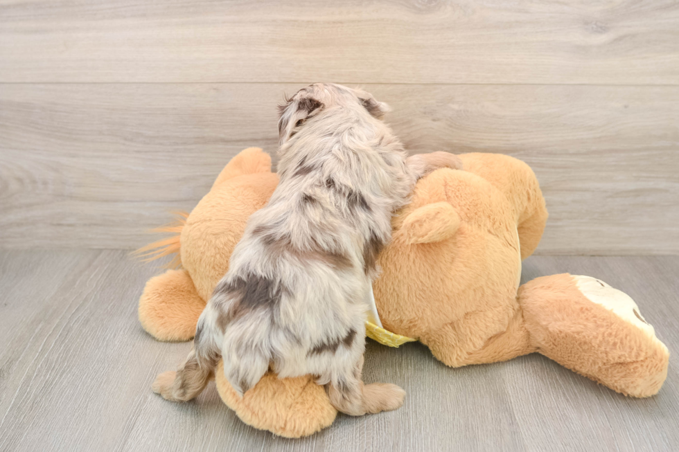 Best Mini Aussiedoodle Baby