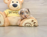 7 week old Mini Aussiedoodle Puppy For Sale - Pilesgrove Pups