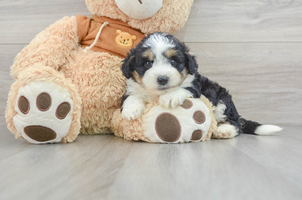 7 week old Mini Aussiedoodle Puppy For Sale - Pilesgrove Pups