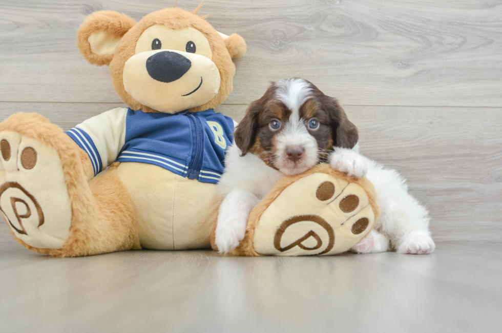 7 week old Mini Aussiedoodle Puppy For Sale - Pilesgrove Pups