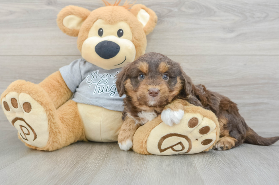 7 week old Mini Aussiedoodle Puppy For Sale - Pilesgrove Pups