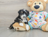 7 week old Mini Aussiedoodle Puppy For Sale - Pilesgrove Pups