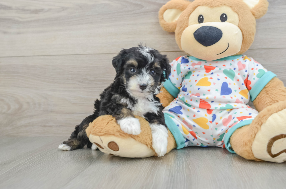 5 week old Mini Aussiedoodle Puppy For Sale - Pilesgrove Pups