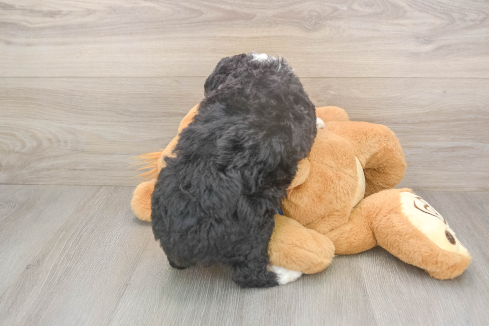 Mini Aussiedoodle Pup Being Cute