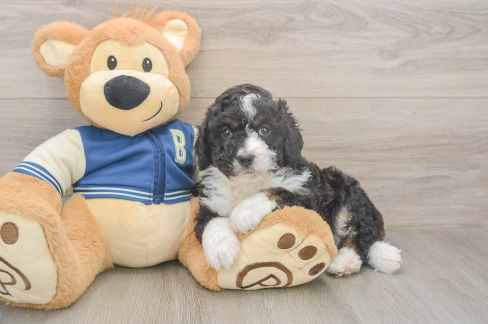5 week old Mini Aussiedoodle Puppy For Sale - Pilesgrove Pups