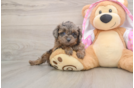 Mini Aussiedoodle Pup Being Cute