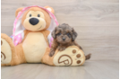 Petite Mini Aussiedoodle Poodle Mix Pup