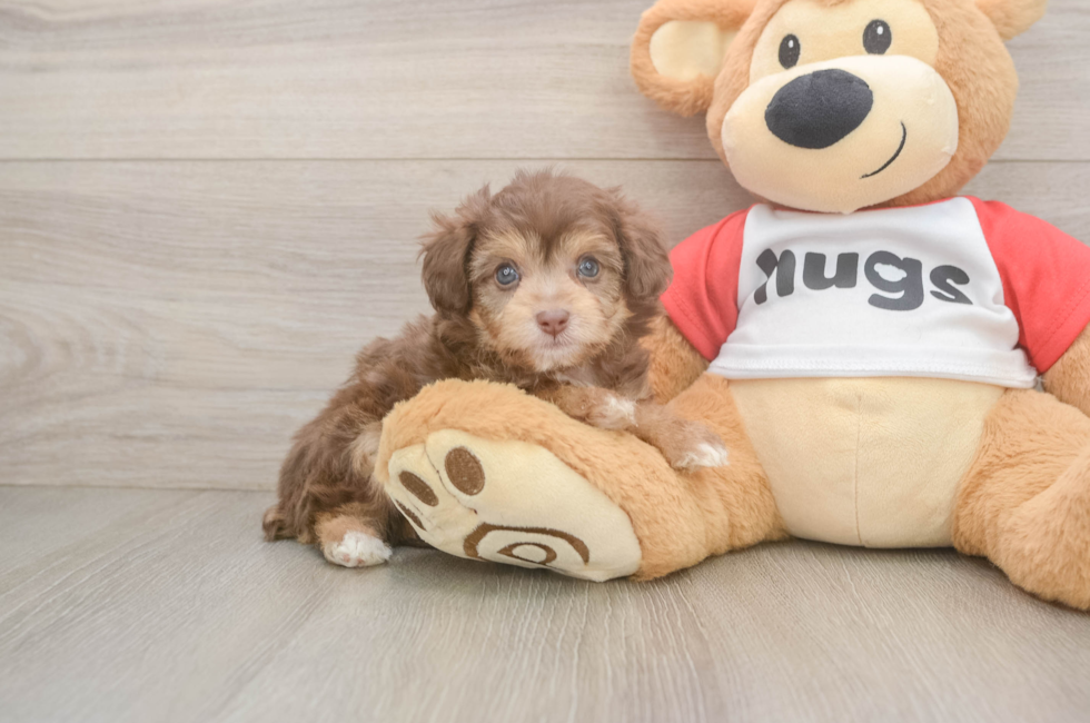 5 week old Mini Aussiedoodle Puppy For Sale - Pilesgrove Pups