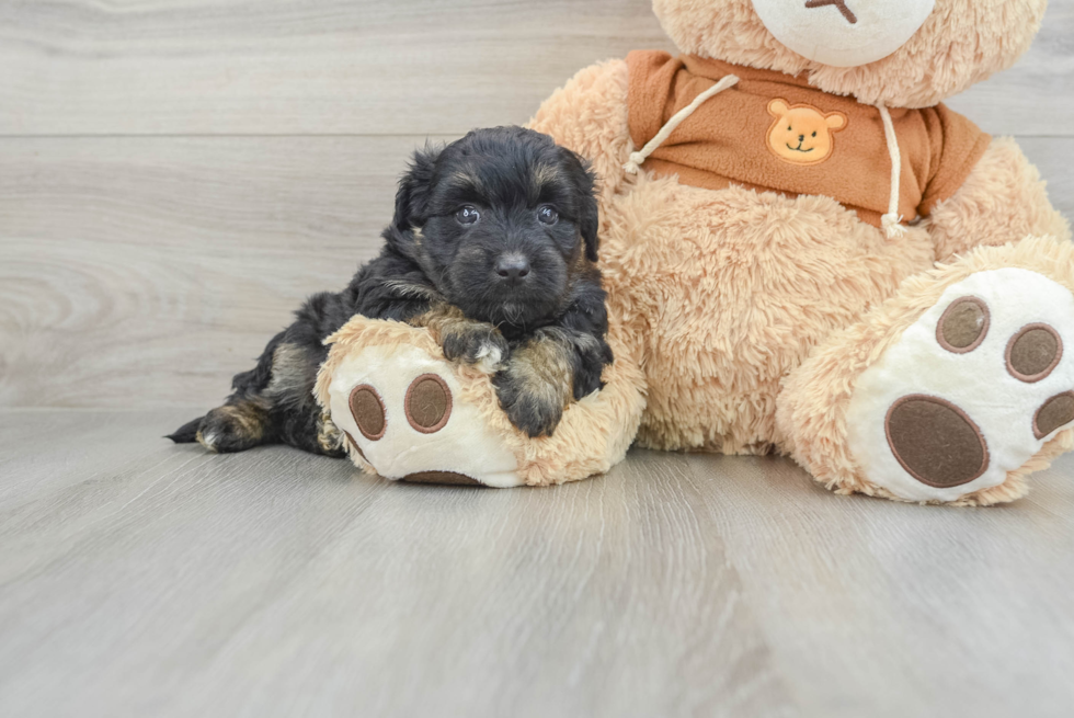 Smart Mini Aussiedoodle Poodle Mix Pup