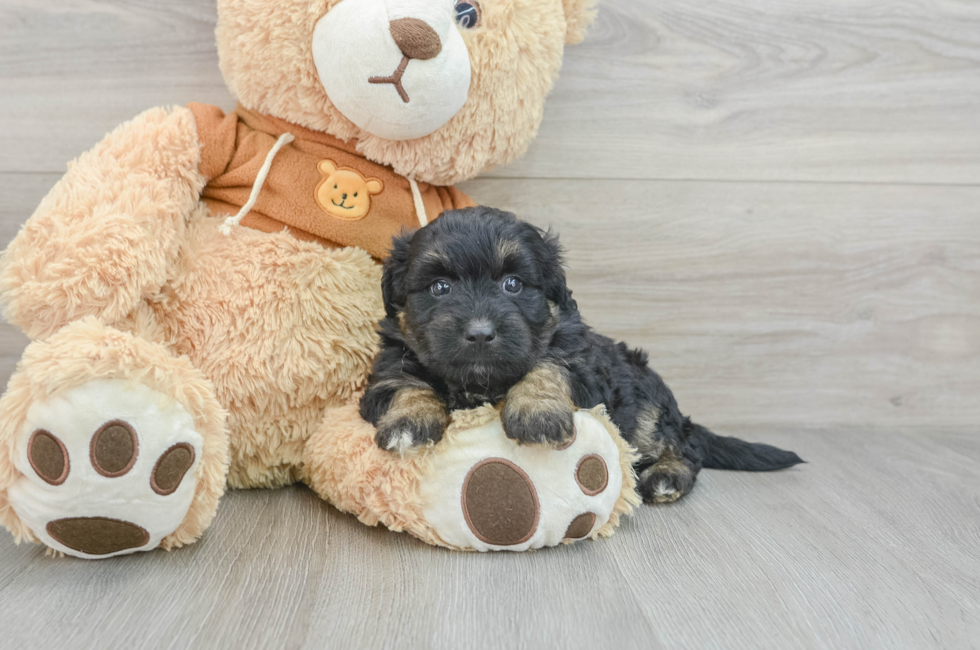 7 week old Mini Aussiedoodle Puppy For Sale - Pilesgrove Pups