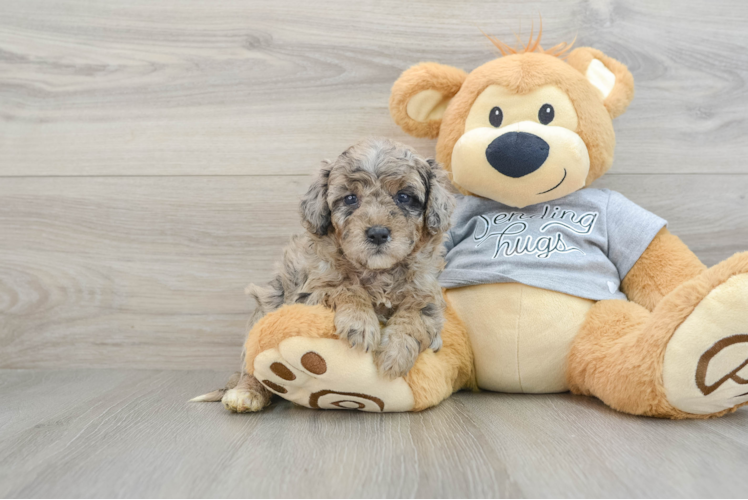 Adorable Mini Australian Shepherd X Poodle Mix Poodle Mix Puppy