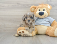 8 week old Mini Aussiedoodle Puppy For Sale - Pilesgrove Pups