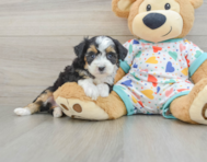 7 week old Mini Aussiedoodle Puppy For Sale - Pilesgrove Pups