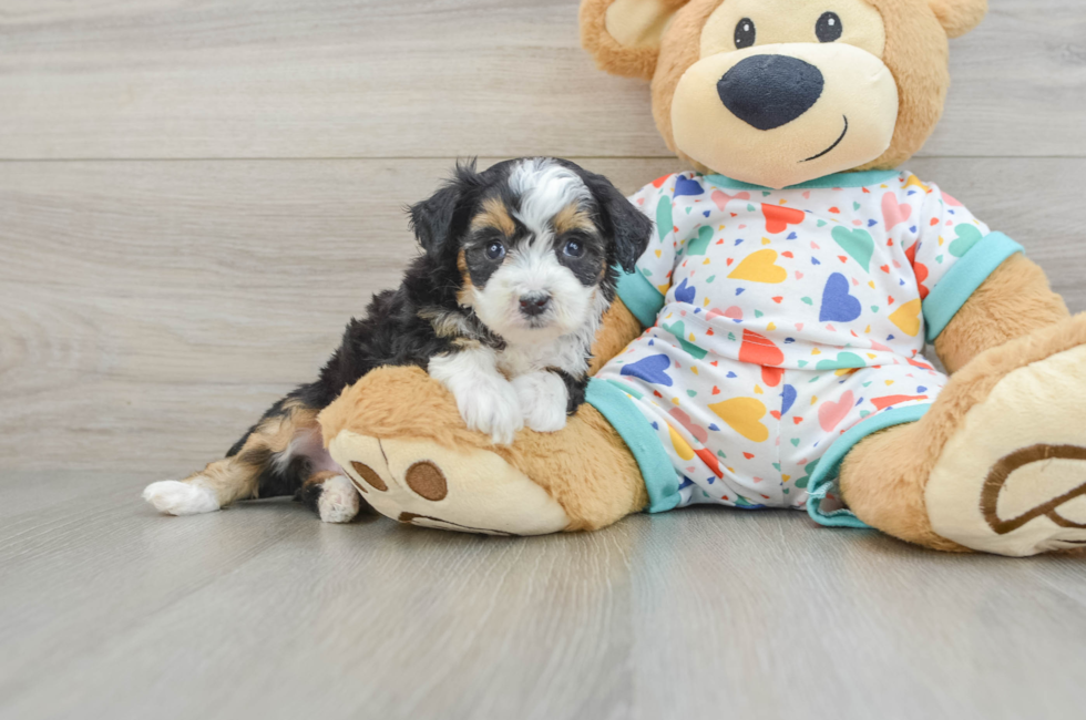5 week old Mini Aussiedoodle Puppy For Sale - Pilesgrove Pups