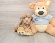 8 week old Mini Aussiedoodle Puppy For Sale - Pilesgrove Pups
